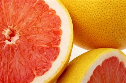 Pomelo or grapefruit: which citrus fruit tastes better?