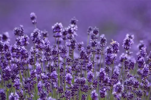 Lavendel profil