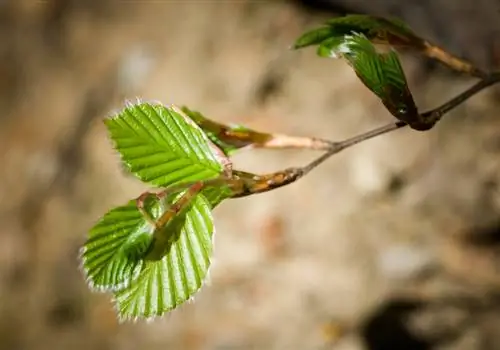 বিচি গাছে সার দিন: কখন, কিভাবে এবং কোন সার দিয়ে?