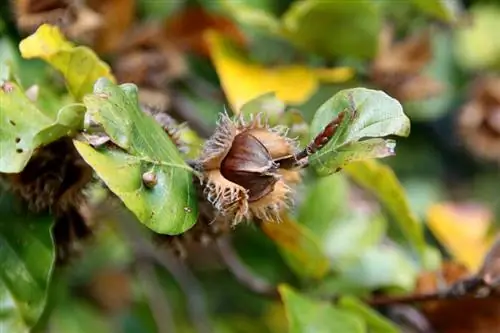 kacang beech