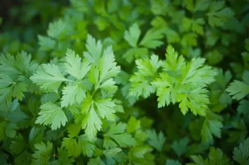 Parsley care