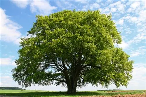 Beukengroei: Hoe groot wordt een beuk eigenlijk?