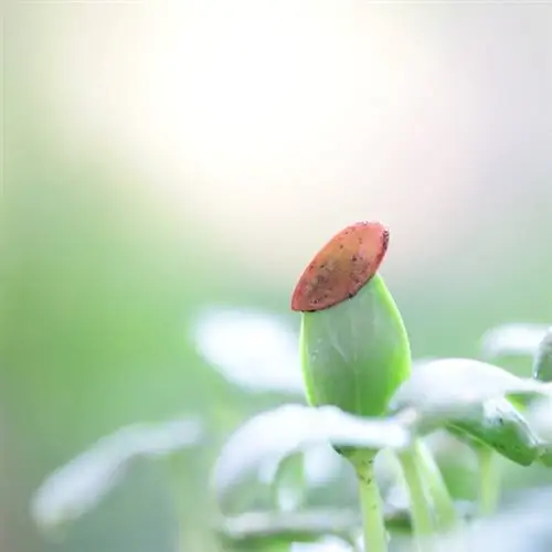 Semănat pepene verde