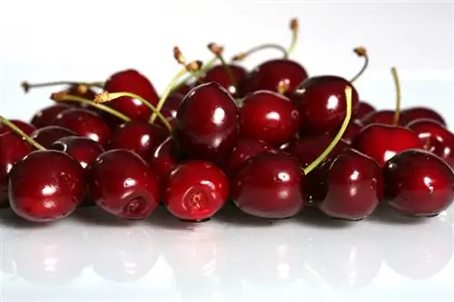 Sour cherry varieties Sour cherry varieties