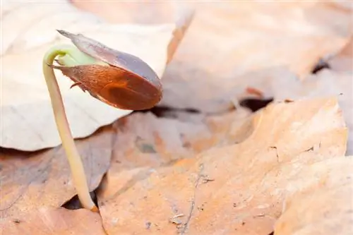 Plántula de haya: cómo cultivarla usted mismo con éxito