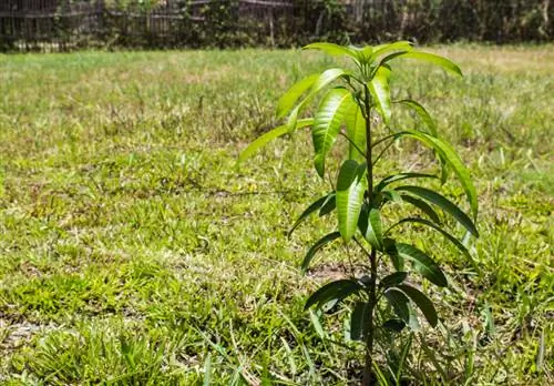 Plantar y cuidar un árbol de mango correctamente: Así funciona