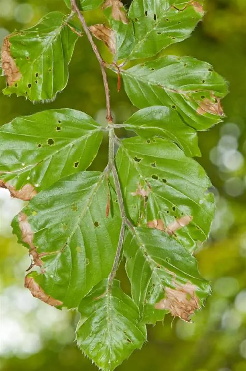 Beech infestation