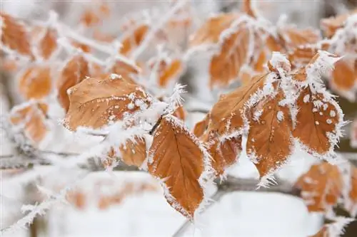 Wintersorg vir beukebome: Dit is hoe hulle gesond en sterk bly