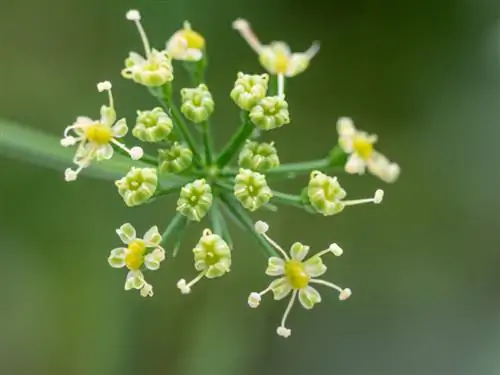 Persille blomstrer