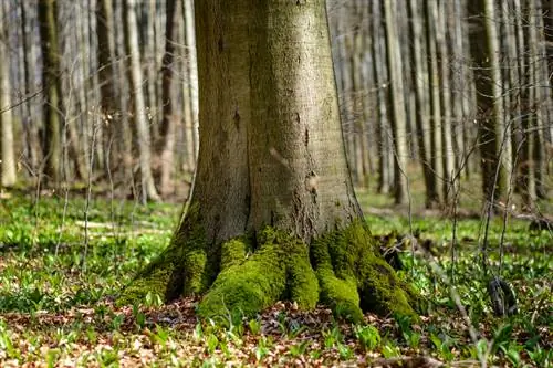 Is dit 'n beukboom? Hoe om die boom by die stam te bepaal