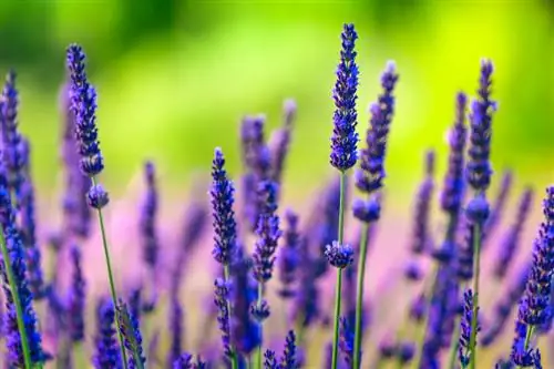 Effetti curativi della vera lavanda: cosa può realmente fare?