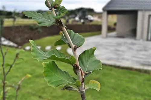 Buko sodinimas: kuriai vietai jis teikia pirmenybę?