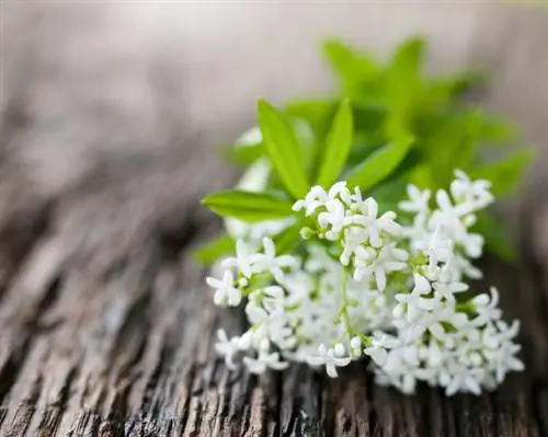 Woodruff in de pot