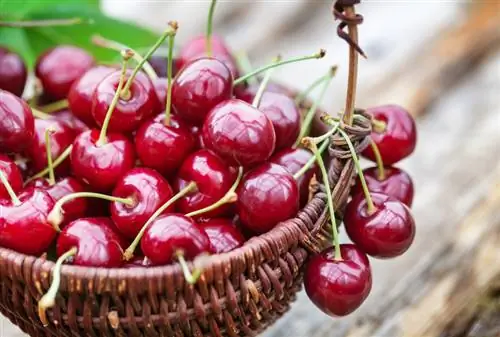 Variétés de cerises douces