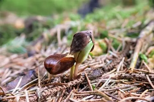 Matagumpay na lumalagong mga punla ng beech: mga tagubilin at tip