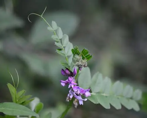 Zandwikkeprofiel: Alles over het aromatische wilde kruid