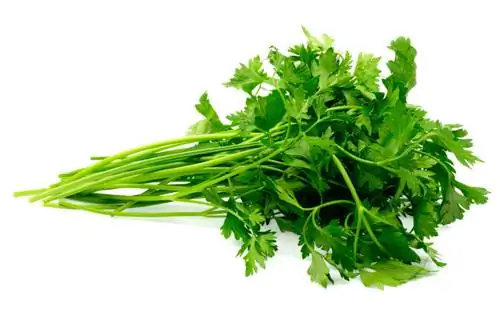 Harvest parsley