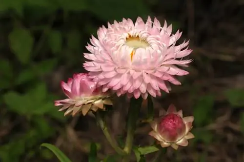 Dónde plantar flores de paja