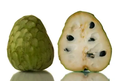 Plantning af cherimoya