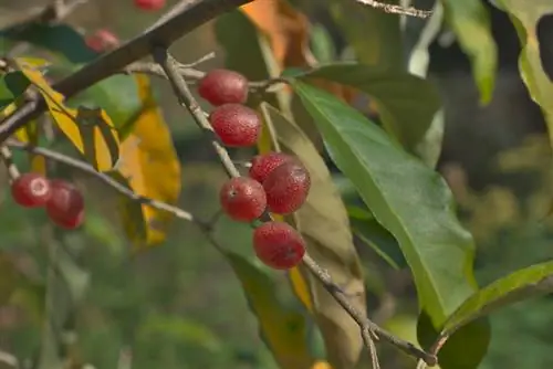 Fruto de sauce oliva comestible