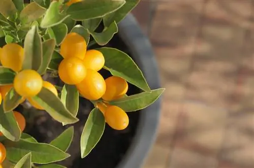 Couper le kumquat