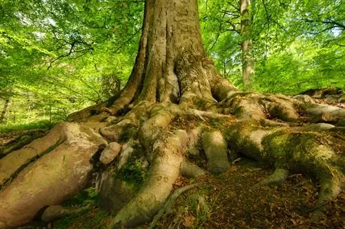 Akar pohon beech: Apa yang perlu Anda ketahui tentangnya