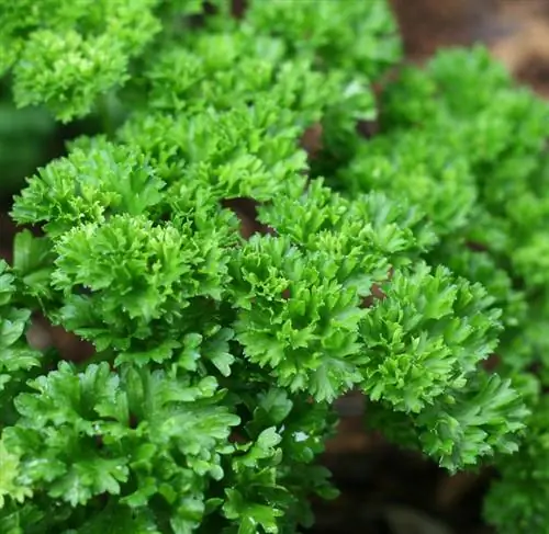 Parsley lom