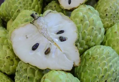 Cherimoya coaptă