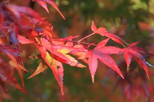 Japansk lönn: giftig eller ofarlig för människor och djur?