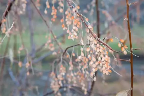 Winter-hardy olive willow: Paano makahanap ng tamang varieties