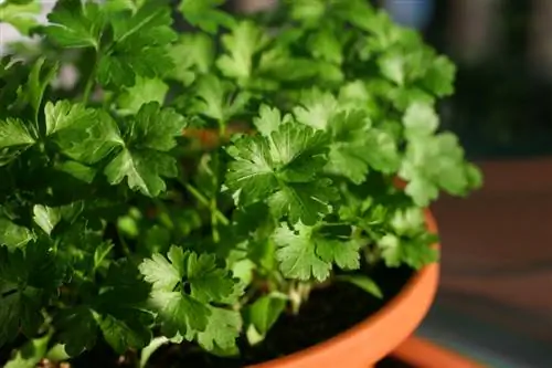 Arroser le persil : c'est ainsi que l'herbe est approvisionnée de manière optimale