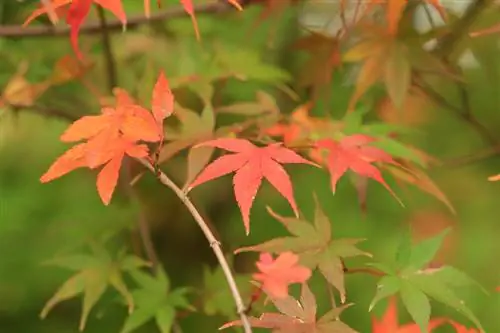 Nemoci japonského javoru: příčiny a nápravy