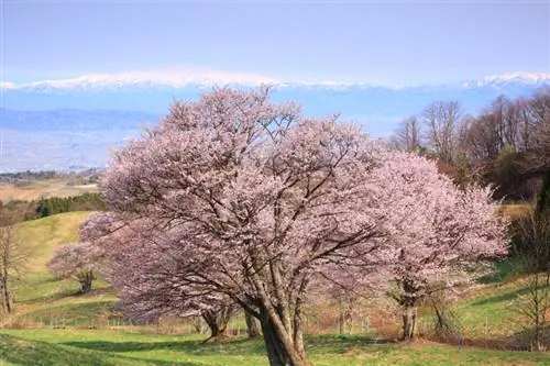 Kev saib xyuas rau Japanese ornamental cherries: tswv yim rau kev loj hlob noj qab haus huv