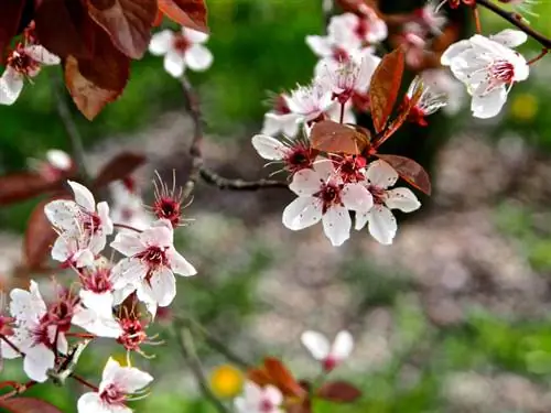 Cherry plum profile