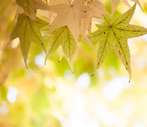 Japanse esdoorn wordt droog