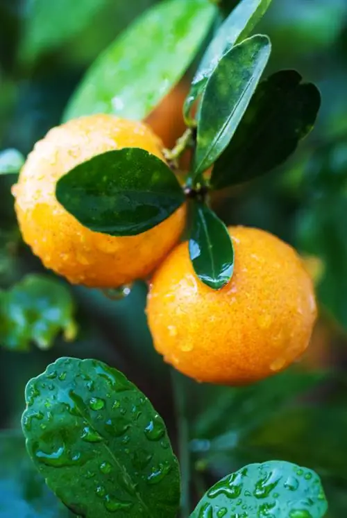 Plant kumquat