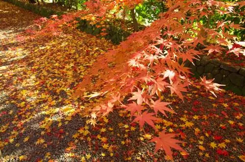 Japanese maple sheds leaves