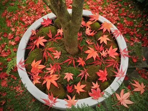 Rempotage des pots d'érable japonais