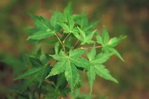 Japannese esdoorn: optimale planttyd en keuse van ligging