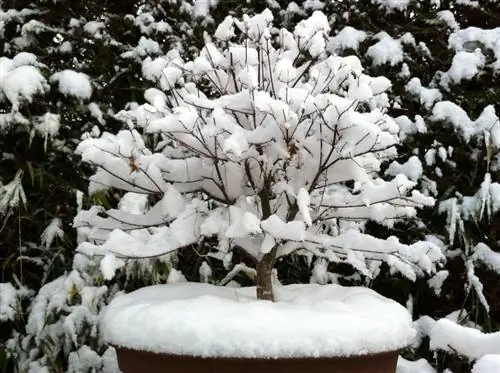 Japanese maple sa isang palayok: Matibay at mahusay na protektado