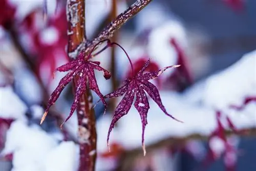 Tahan musim dingin dan penuh warna: maple Jepang di taman