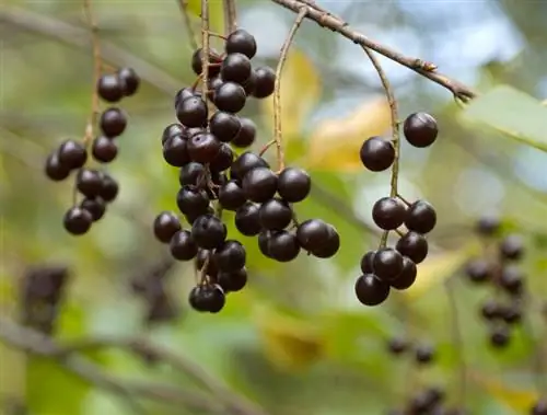 Թռչնի բալի տերեւ