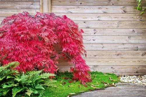 Oorplanting van Japannese esdoorn: Wanneer en hoe om dit korrek te doen