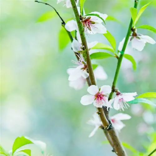 Plant a plum tree