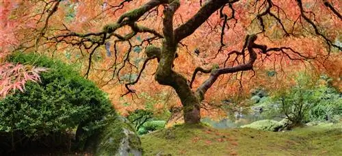 Japanese maple: kev loj hlob hauv ib xyoos & muaj feem cuam tshuam