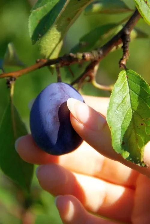 Soiuri de prune