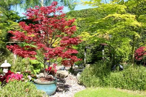 Japanese maple nyob rau hauv lub thoob: Yuav ua li cas cog nws kom zoo