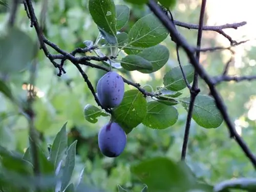 Différence entre prune et prune