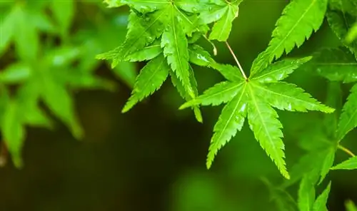 Ang tamang oras ng pagtatanim para sa Japanese maple: mga tip at trick