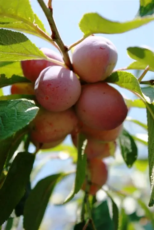 Patabain ang puno ng plum